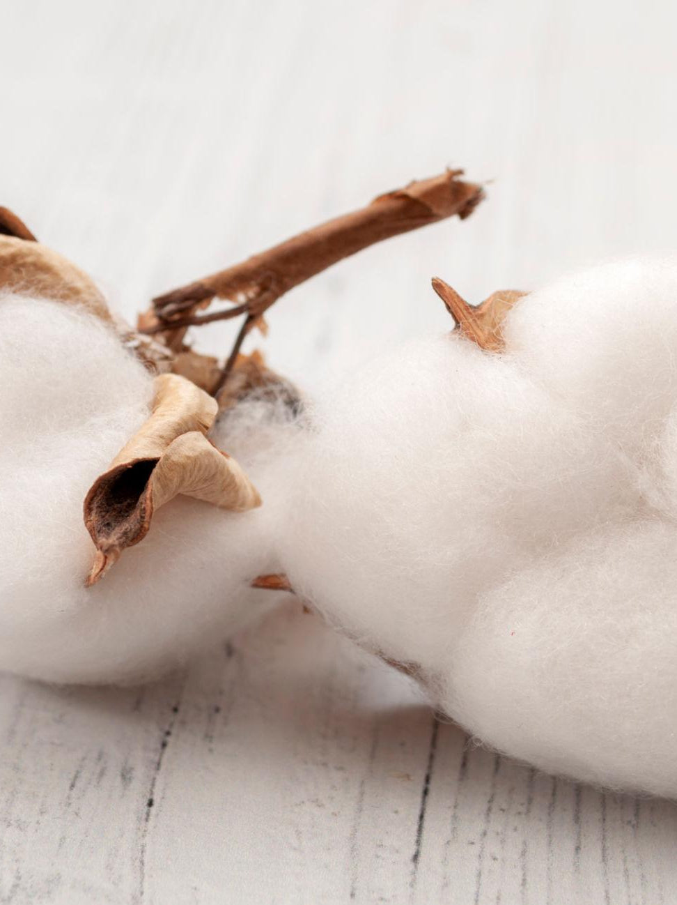Close-up of 100% cotton bolls on a wooden surface
